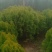 洒金柏，基地一手货源，欢迎新老客户咨询订购，量大从优！