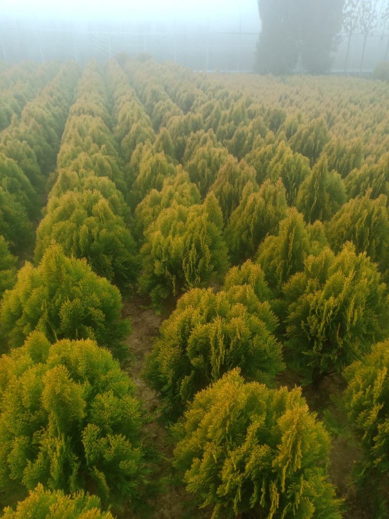 洒金柏，基地一手货源，欢迎新老客户咨询订购，量大从优！