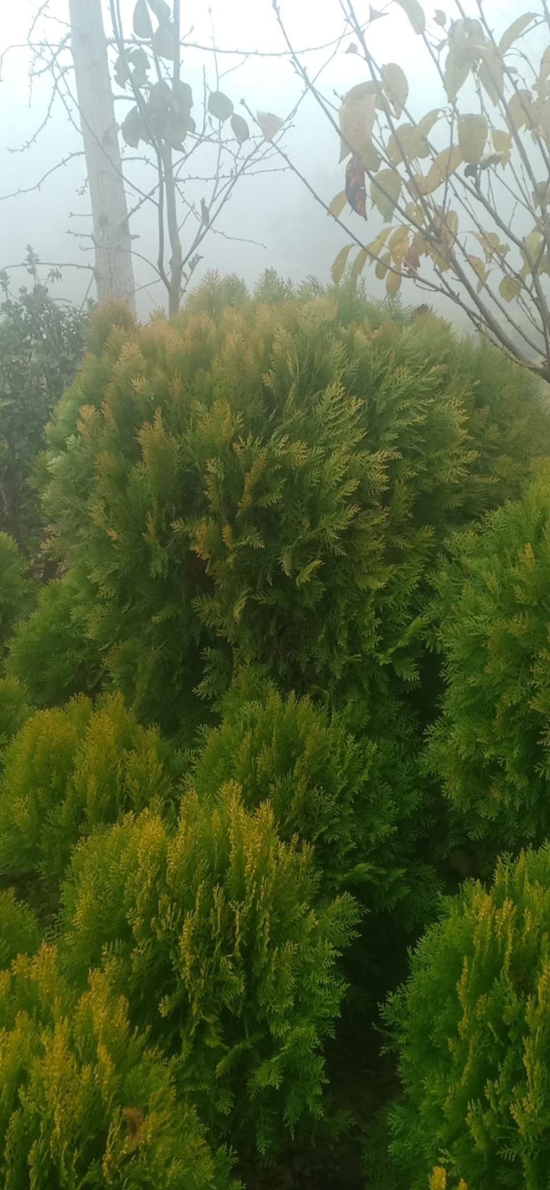 洒金柏，基地一手货源，欢迎新老客户咨询订购，量大从优！