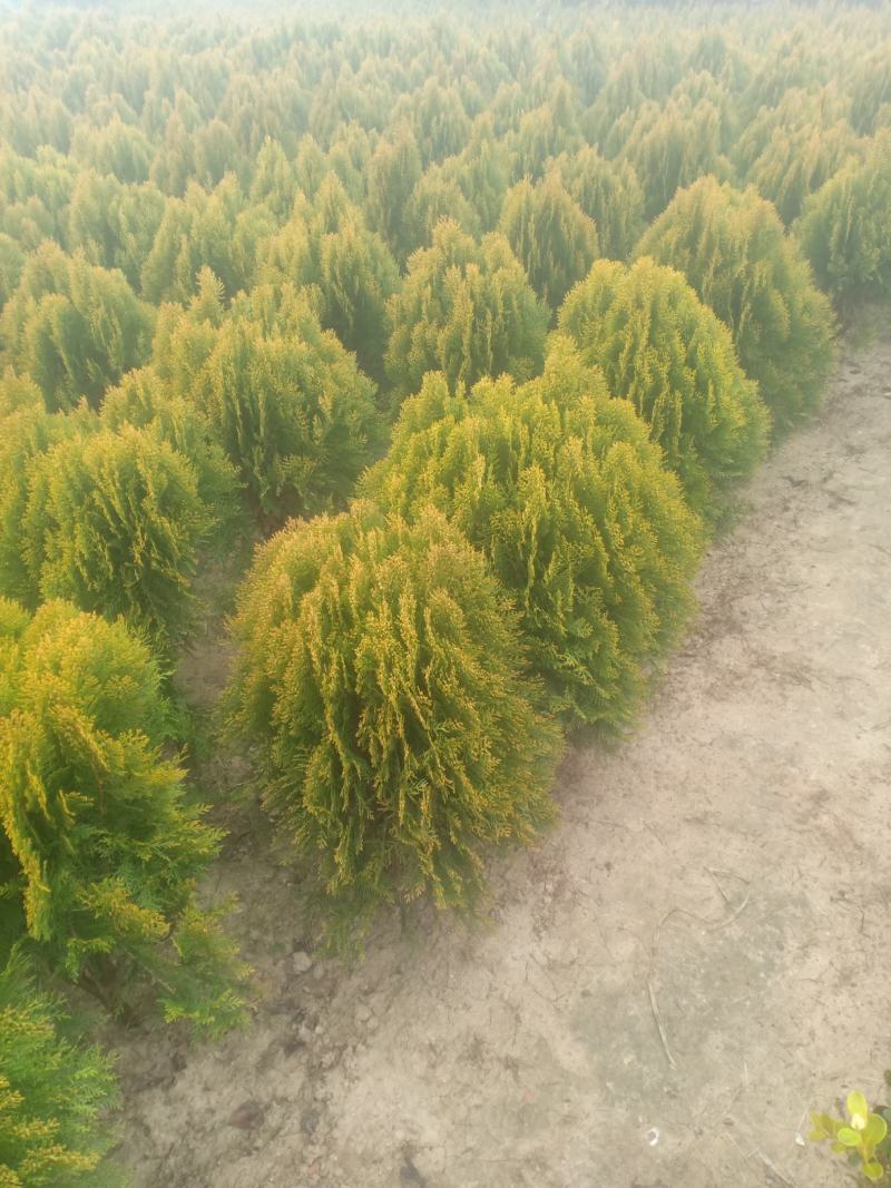 洒金柏，基地一手货源，欢迎新老客户咨询订购，量大从优！