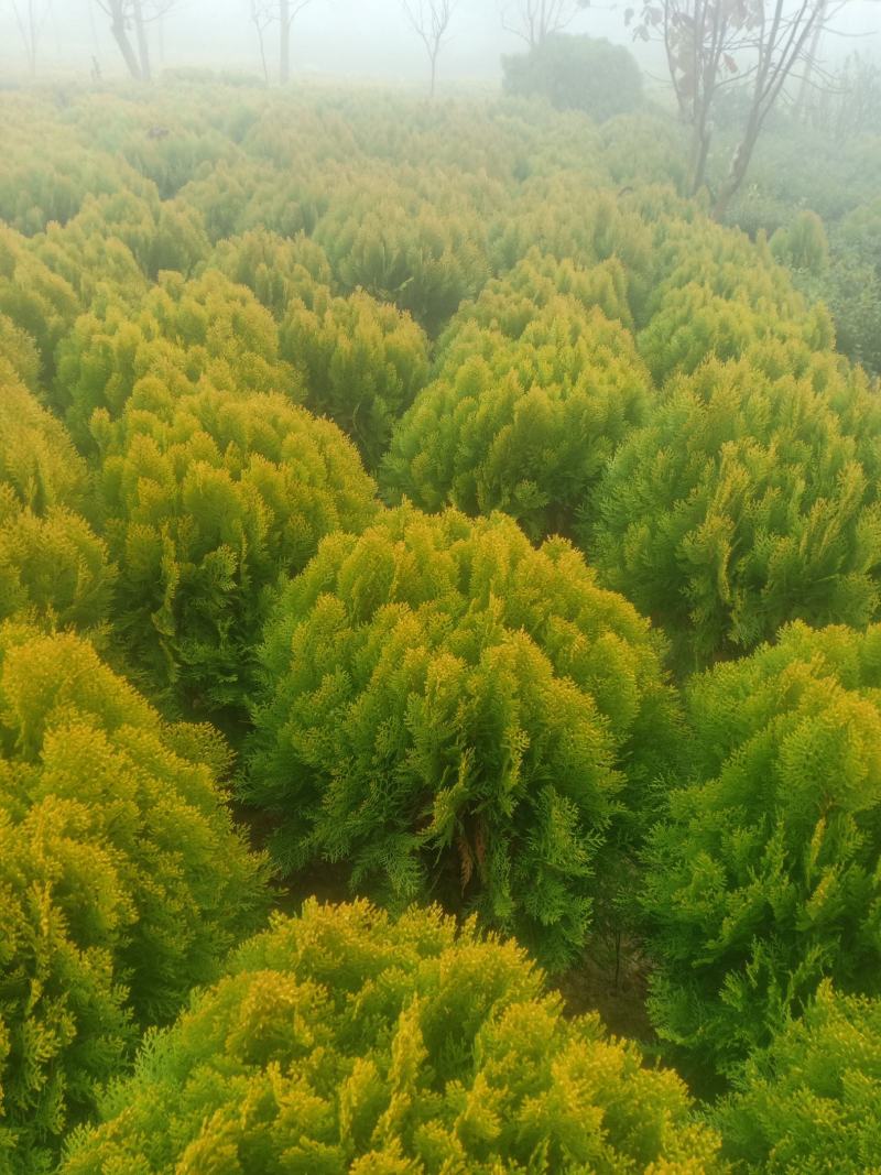 洒金柏，基地一手货源，欢迎新老客户咨询订购，量大从优！