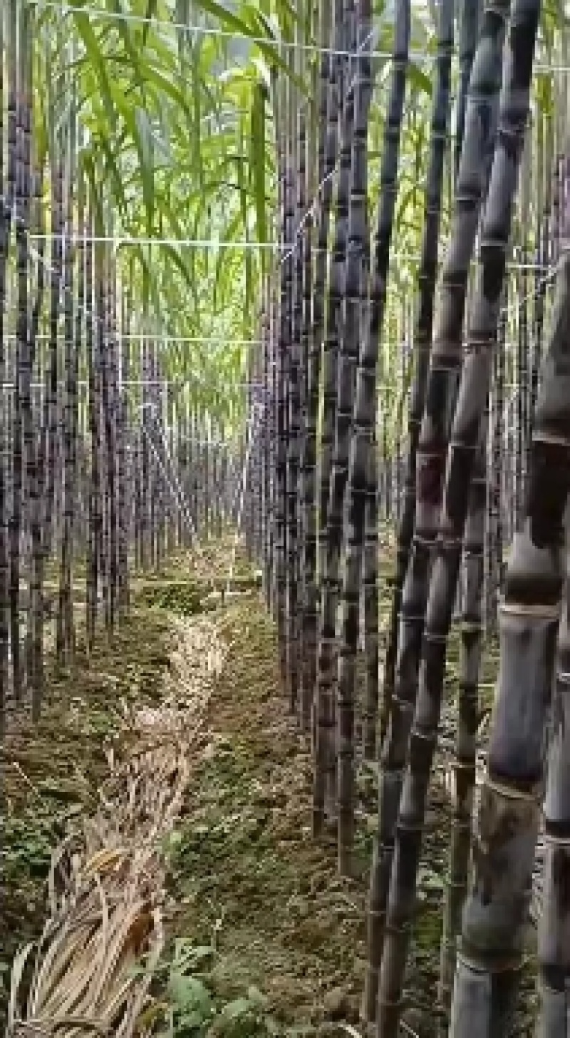 #黑皮甘蔗。贵州黔西南黑皮甘蔗直销带糖分甜。