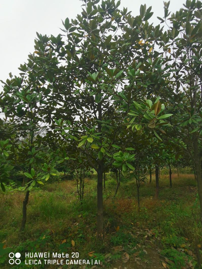 ：绿化苗圃基地直销现挖现卖，诚信为本，至尊为上，欢迎新老