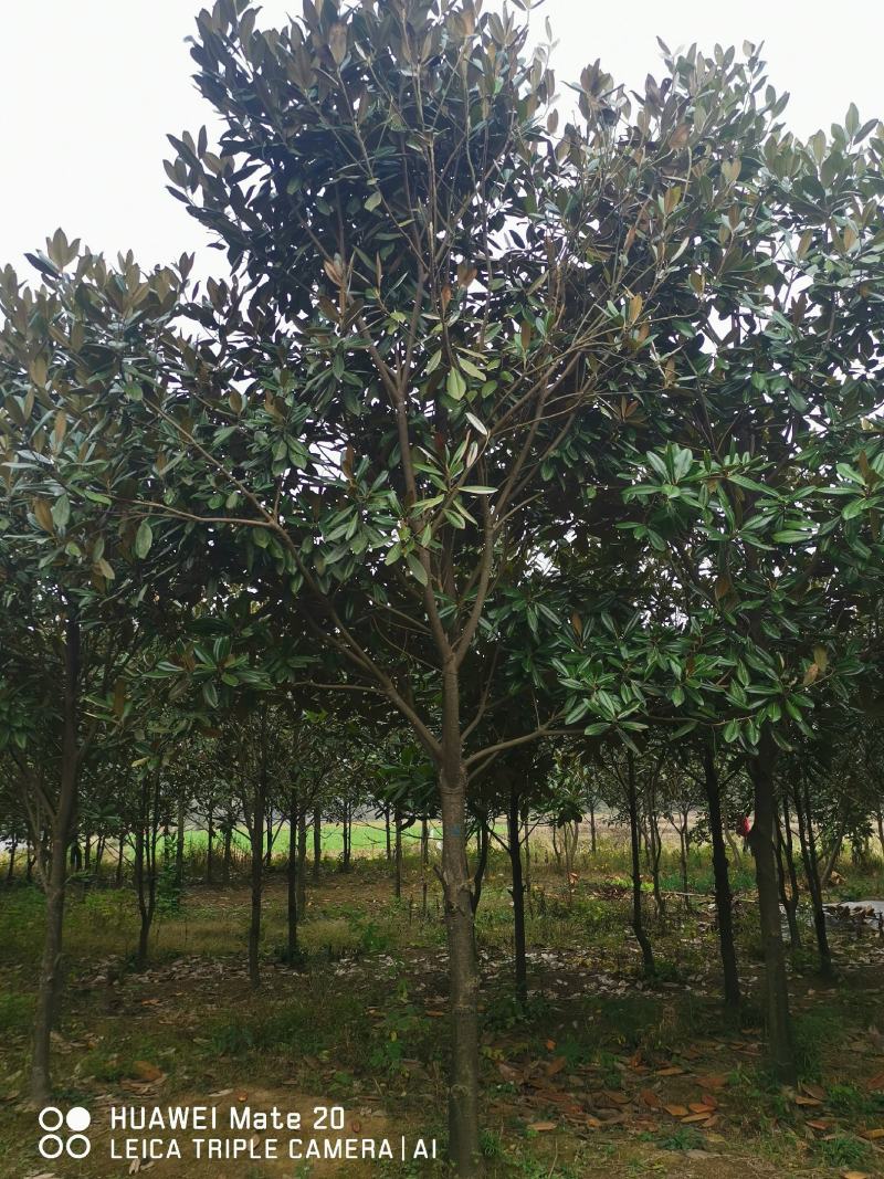 ：绿化苗圃基地直销现挖现卖，诚信为本，至尊为上，欢迎新老