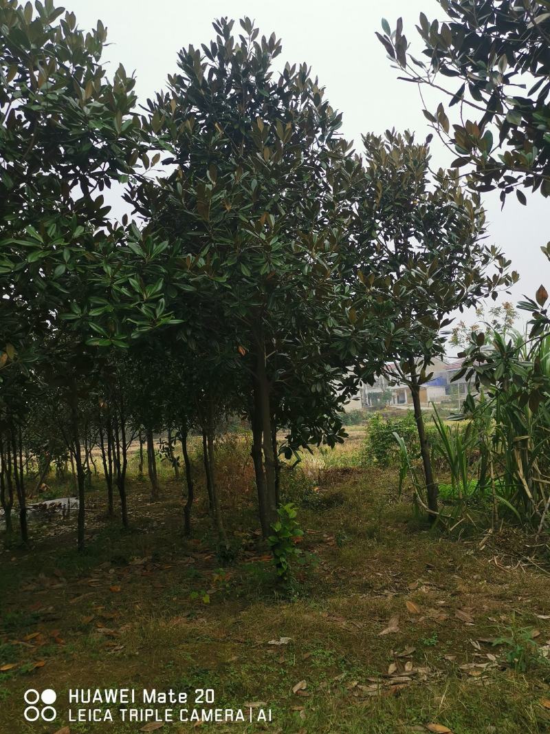 ：绿化苗圃基地直销现挖现卖，诚信为本，至尊为上，欢迎新老