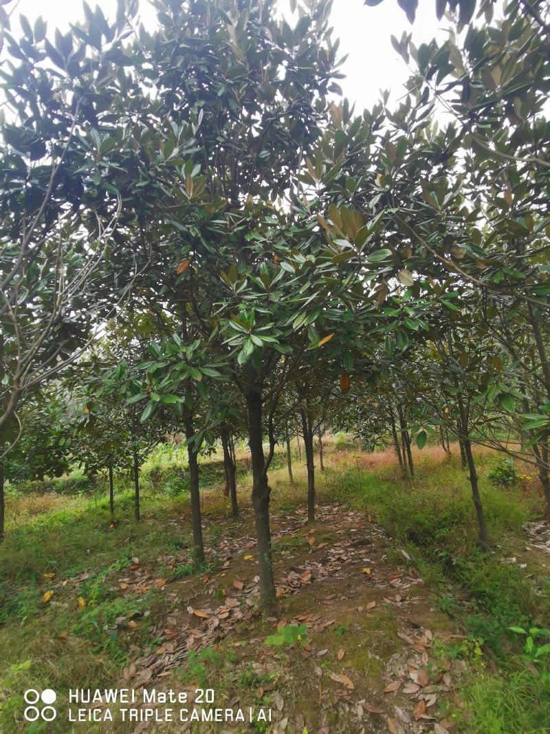 ：绿化苗圃基地直销现挖现卖，诚信为本，至尊为上，欢迎新老