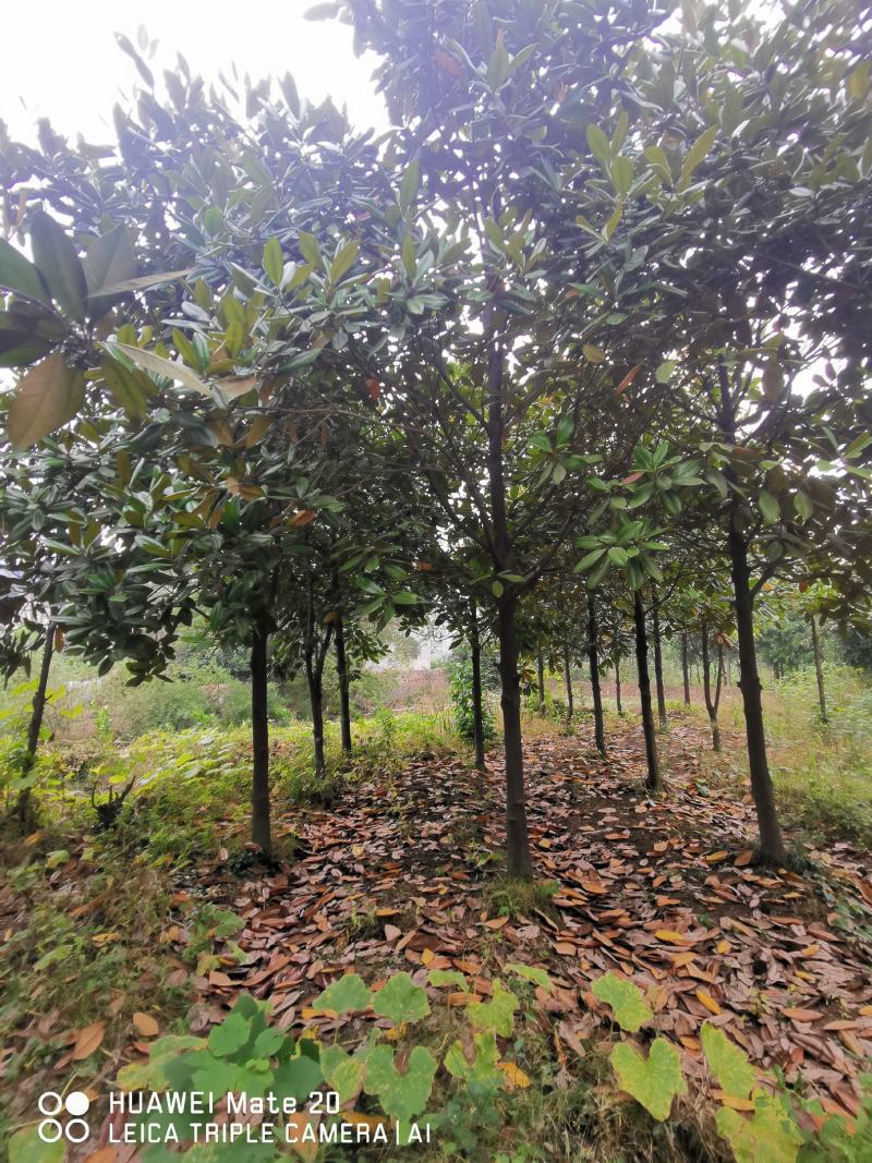 ：绿化苗圃基地直销现挖现卖，诚信为本，至尊为上，欢迎新老