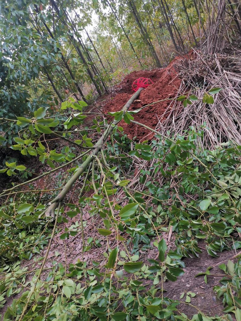 10公分精品香樟自己选打好号移栽货黑土黄土