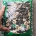 枳实高含量枳实干货不满意可退换货