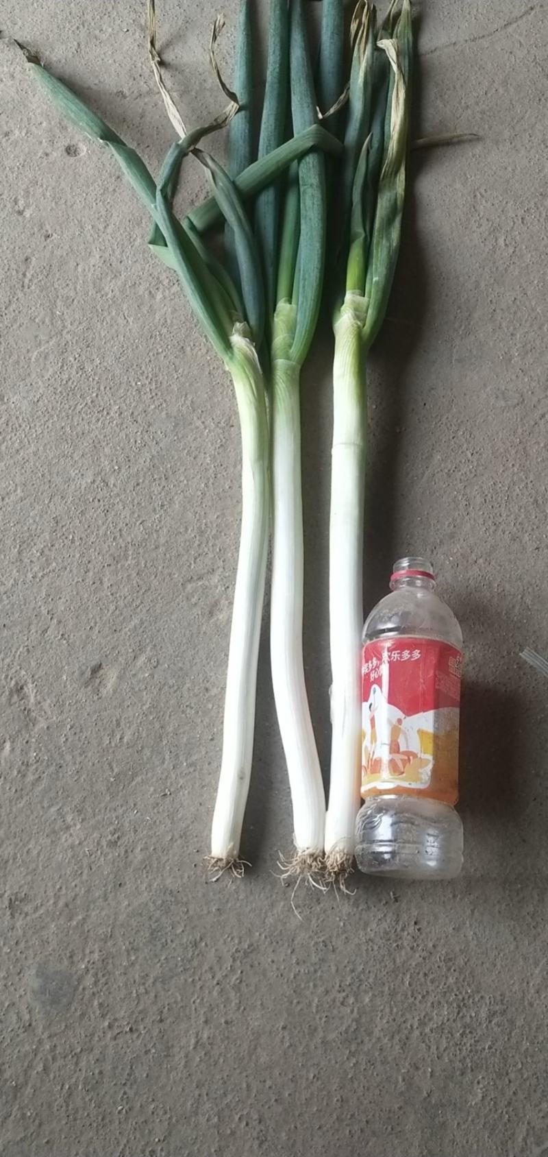 钢葱大量上市