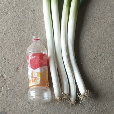 钢葱大量上市