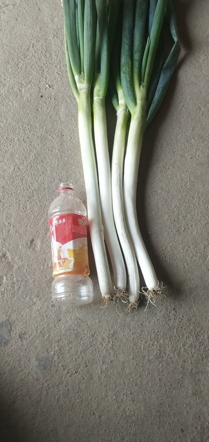 钢葱大量上市