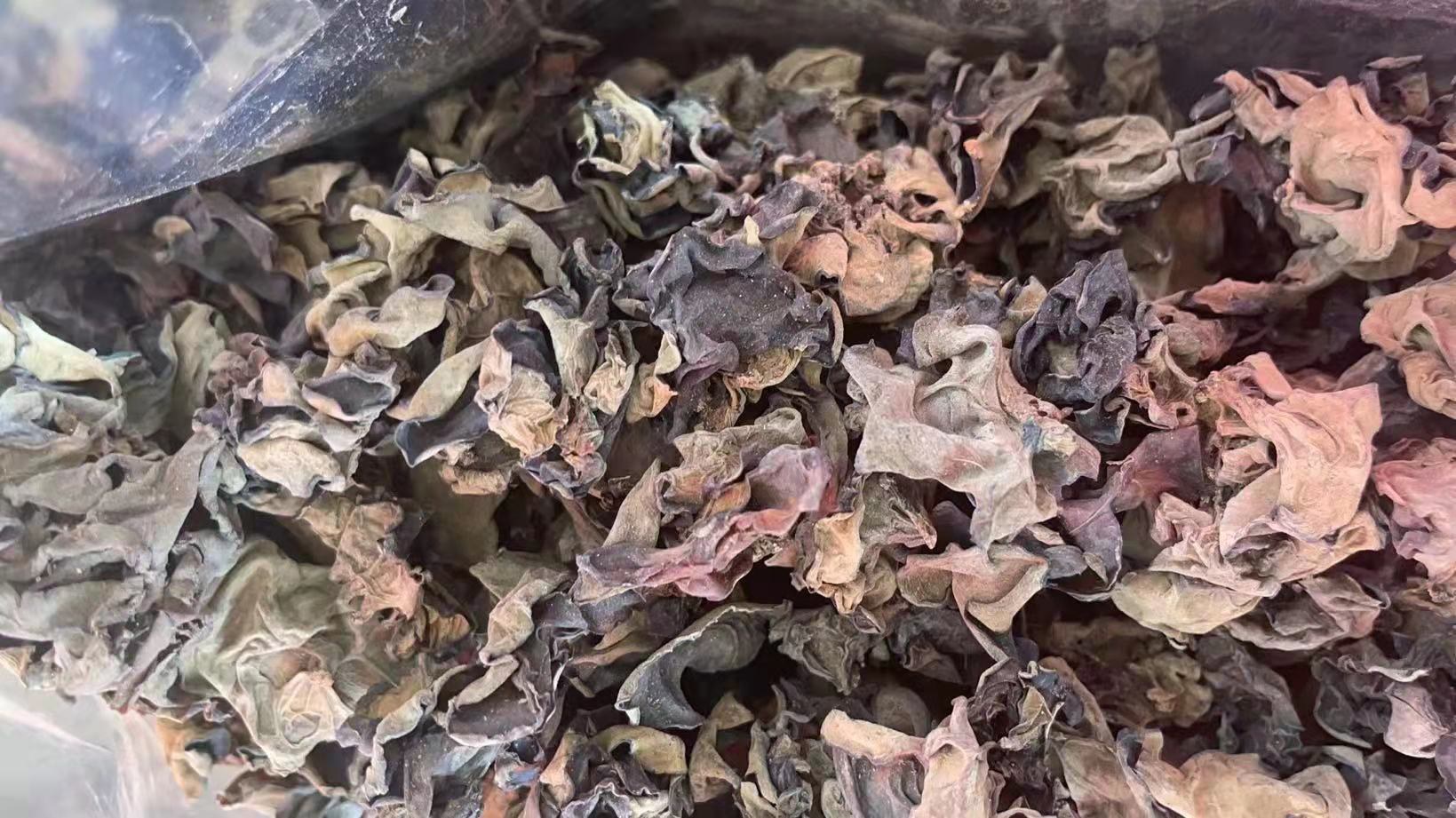黑木耳在自然环境下的生长状态