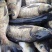 花鲢大头鱼鳙鱼浙江鲢鳙钓货品质量保证价格优惠可供钓场