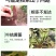 生根壮苗剂生根粉生根液移栽扦插果树花卉绿萝生根剂强力发根