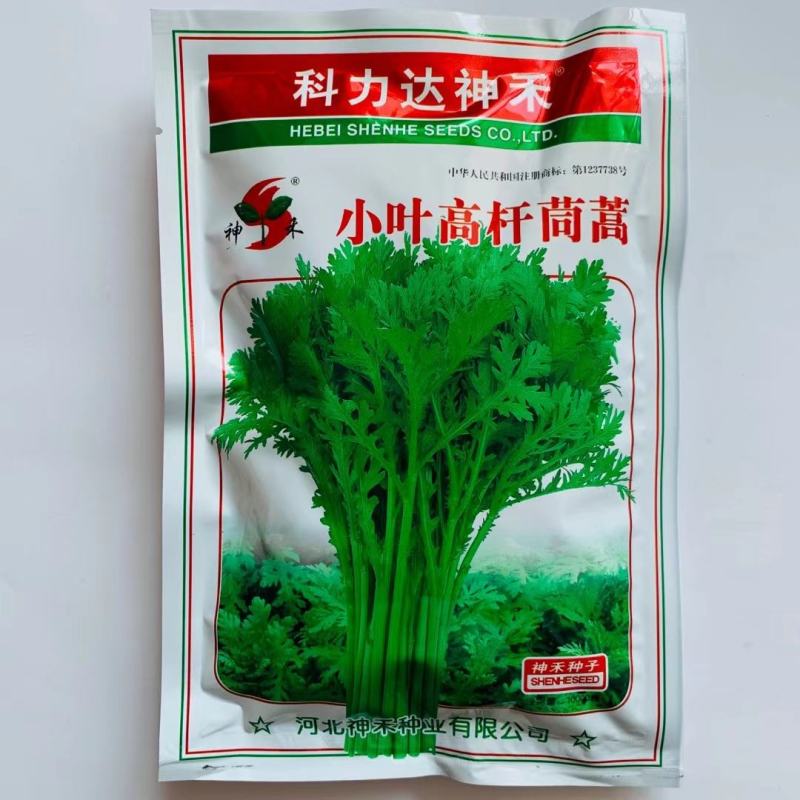 神禾小叶高杆茼蒿种子香味浓抗病耐寒茼蒿菜种籽蓬蒿桐花菜