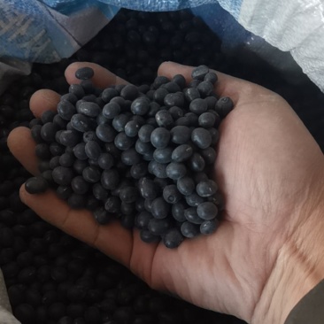 黑土地自产青仁黑豆