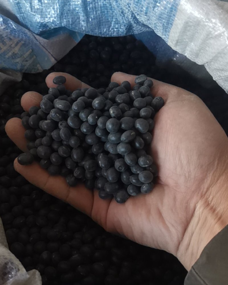 黑土地自产青仁黑豆