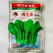 神禾鸡毛菜青梗菜种子耐热耐寒耐湿生长期短小青菜种籽