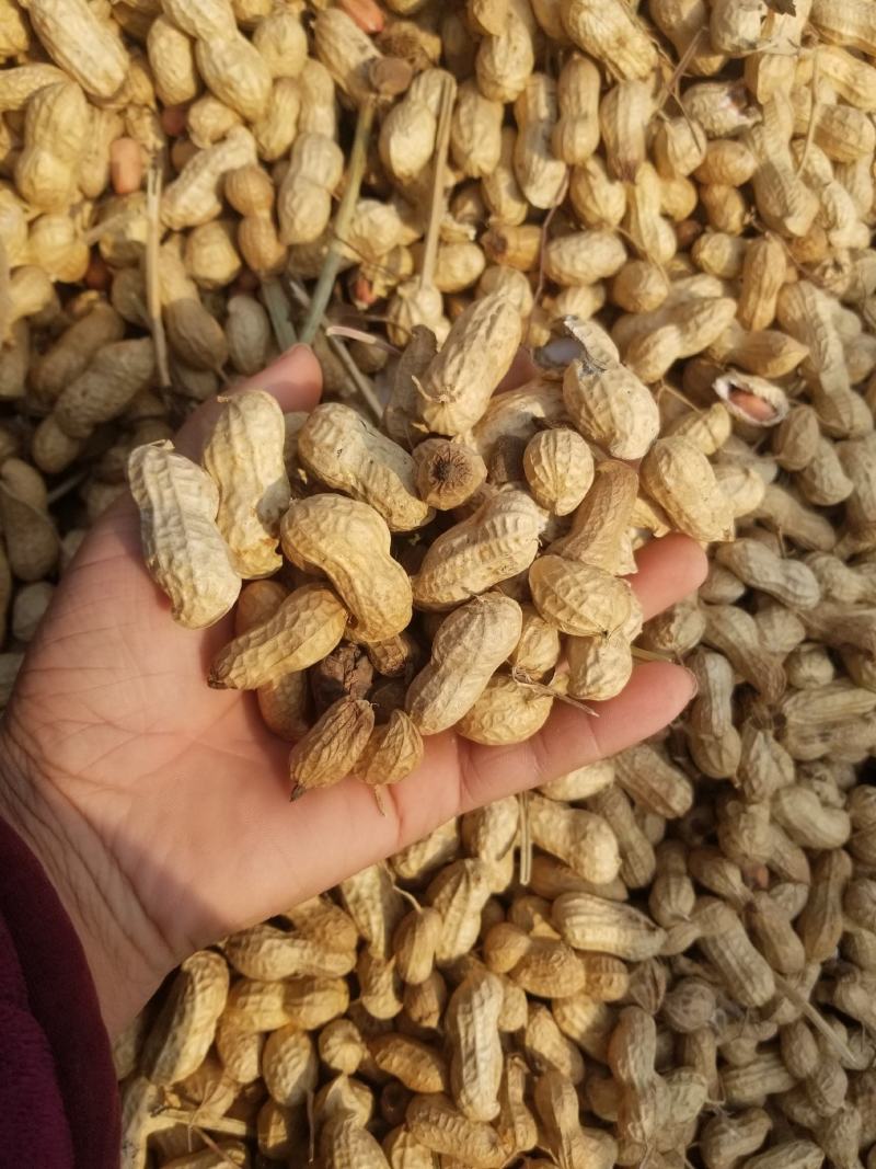 花生果手捡果