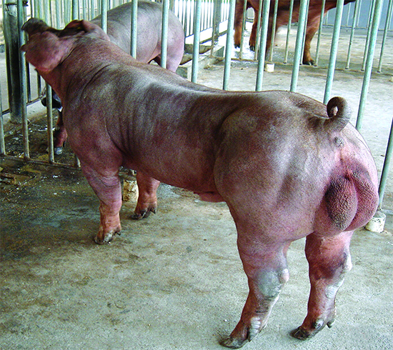 猪生猪品种展示