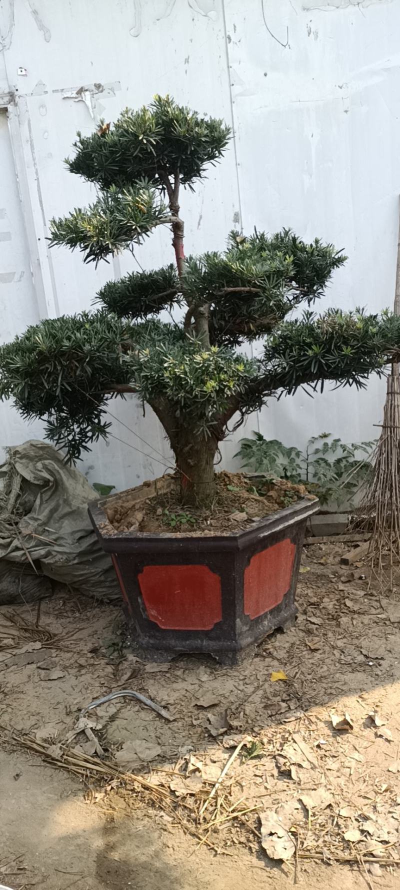 好养的四季不落叶耐旱耐寒懒人盆罗汉松盆景