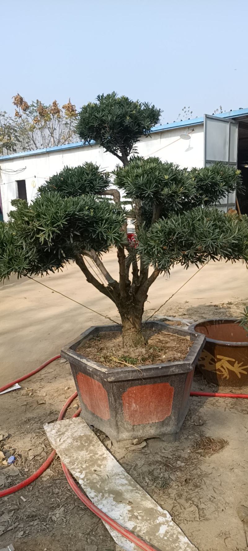 好养的四季不落叶耐旱耐寒懒人盆罗汉松盆景