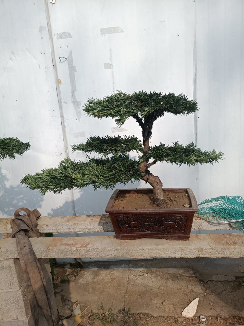 好养的四季不落叶耐旱耐寒懒人盆罗汉松盆景