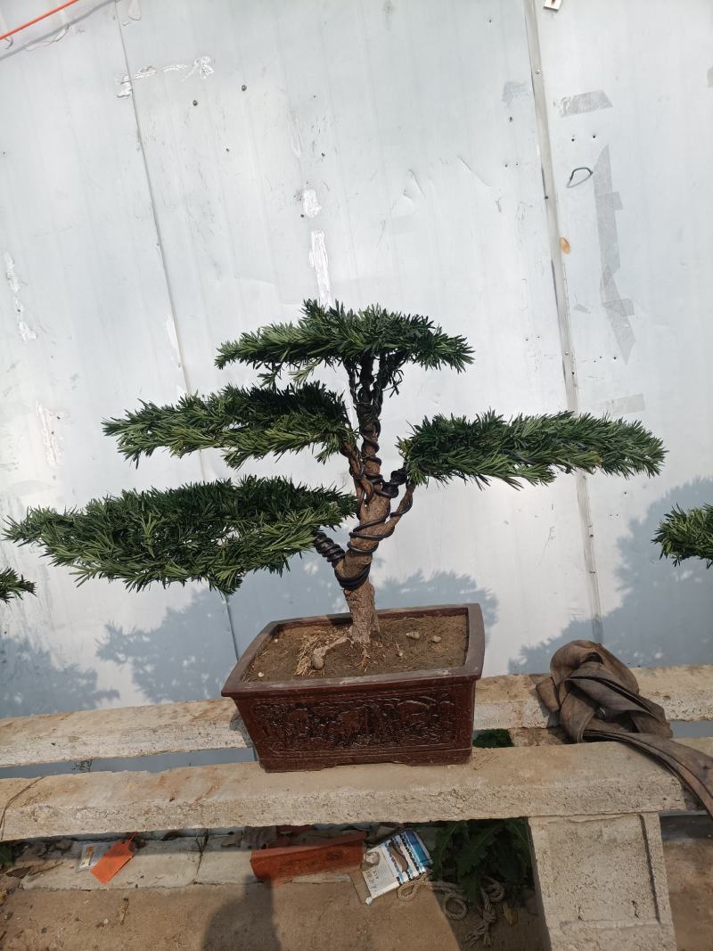 好养的四季不落叶耐旱耐寒懒人盆罗汉松盆景