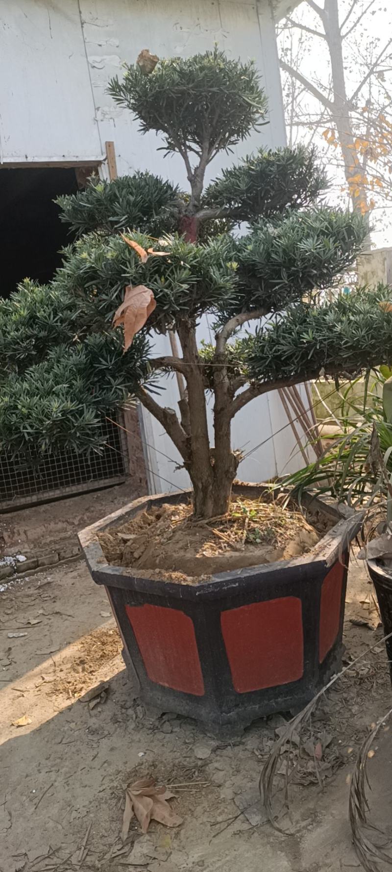 好养的四季不落叶耐旱耐寒懒人盆罗汉松盆景