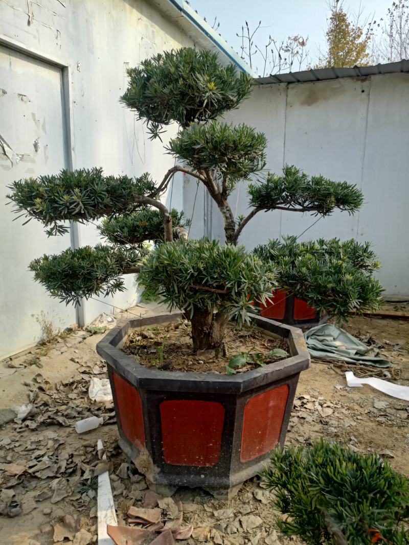 好养的四季不落叶耐旱耐寒懒人盆罗汉松盆景