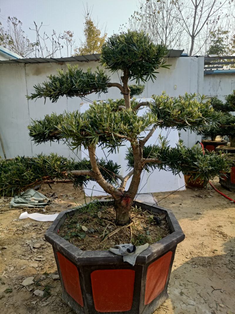 好养的四季不落叶耐旱耐寒懒人盆罗汉松盆景