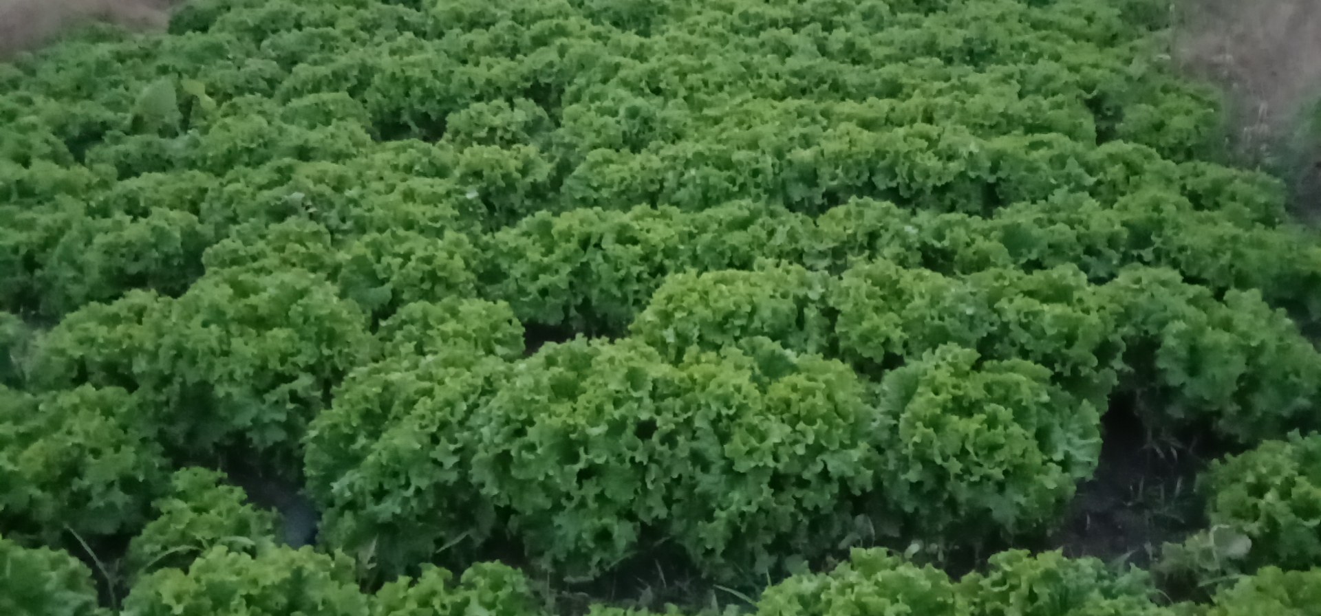 冬季散叶生菜特写