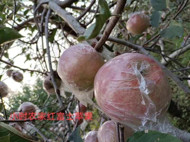 陕西省韩城市芝阳镇贺龙村小时种植的农家红富士苹果脆甜可口