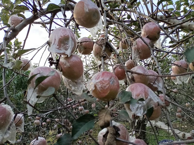 陕西省韩城市芝阳镇贺龙村小时种植的农家红富士苹果脆甜可口