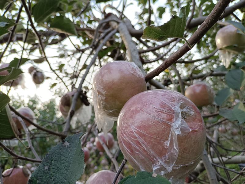 陕西省韩城市芝阳镇贺龙村小时种植的农家红富士苹果脆甜可口