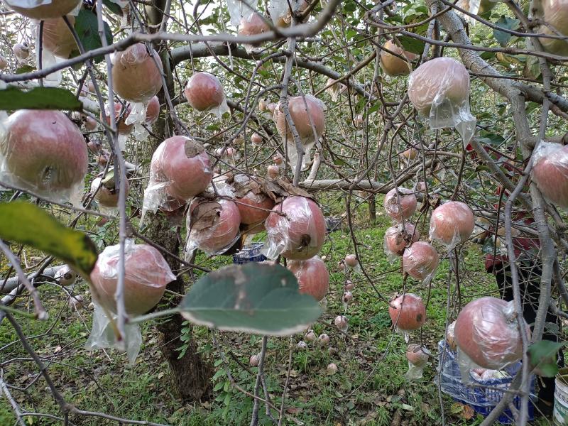 陕西省韩城市芝阳镇贺龙村小时种植的农家红富士苹果脆甜可口