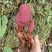 疏花蛇菰