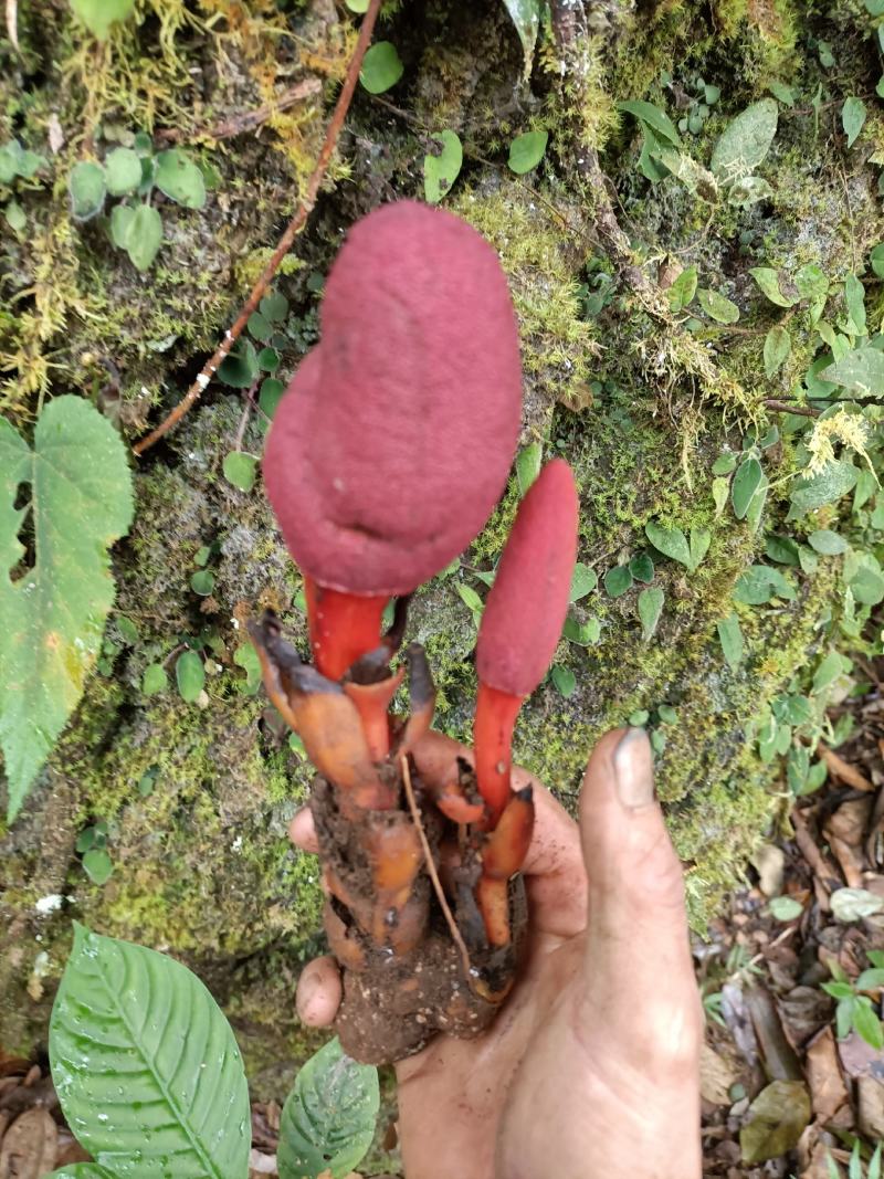 疏花蛇菰