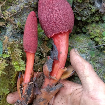 疏花蛇菰