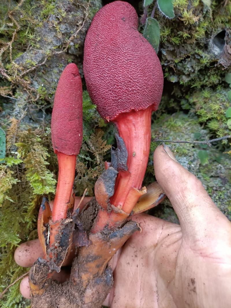 疏花蛇菰