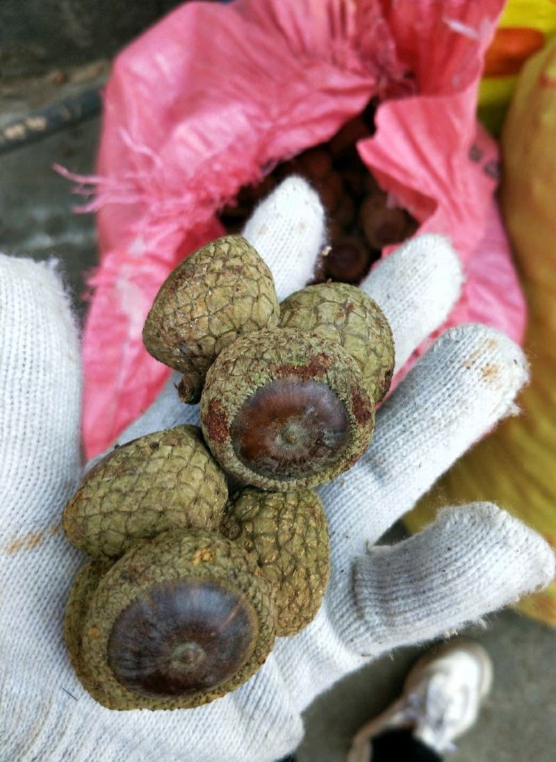 风流果，陆续上市，刚晒几天，够干了。货源充足。找货联系我