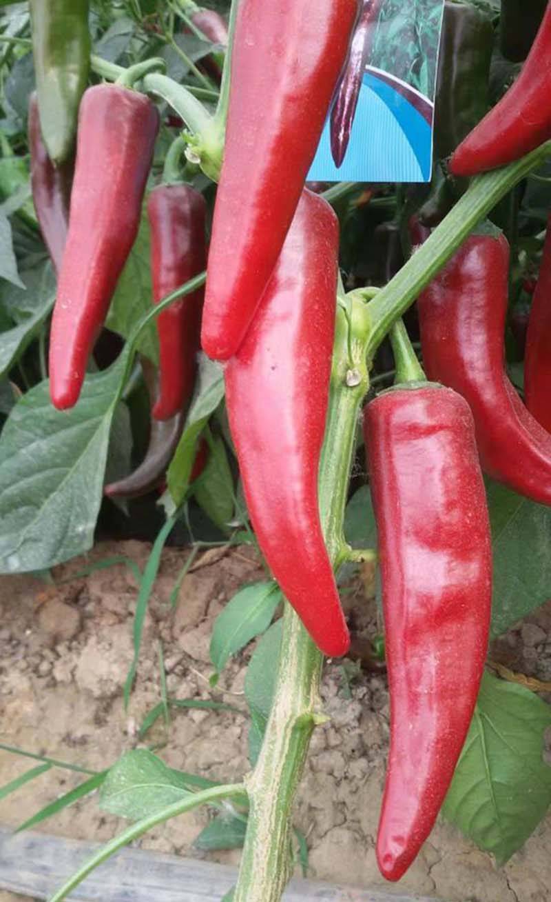 红素8号高产色素椒干鲜两用辣椒种子每袋10克包邮