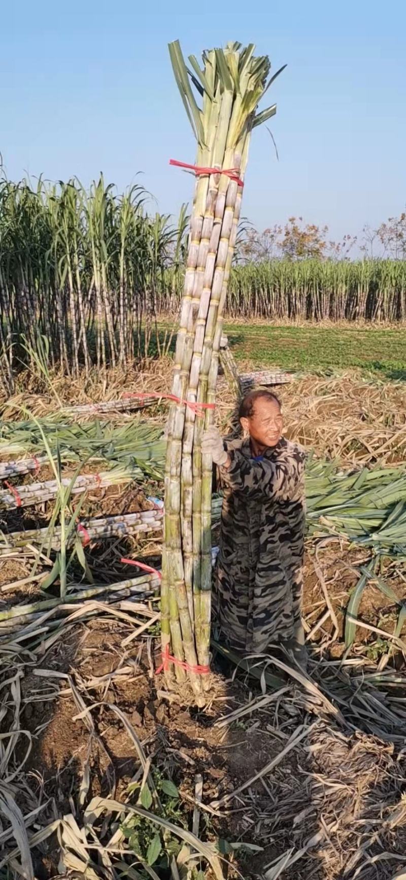 【精品】青皮甘蔗清甜可口，产地直销，价格实惠，诚信合作