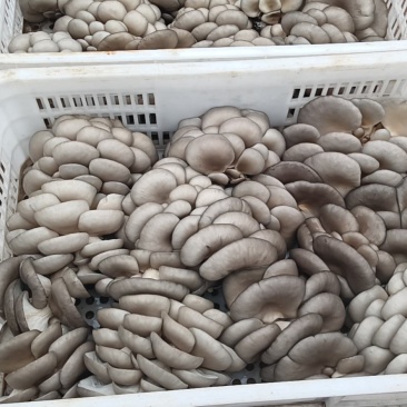 蘑菇