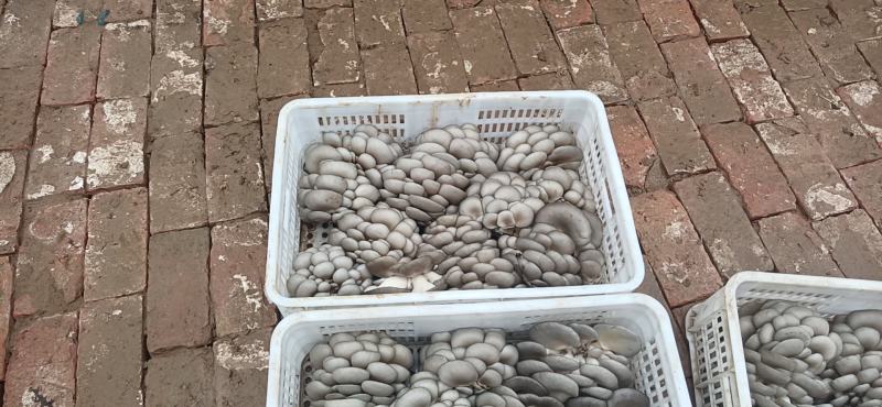 蘑菇