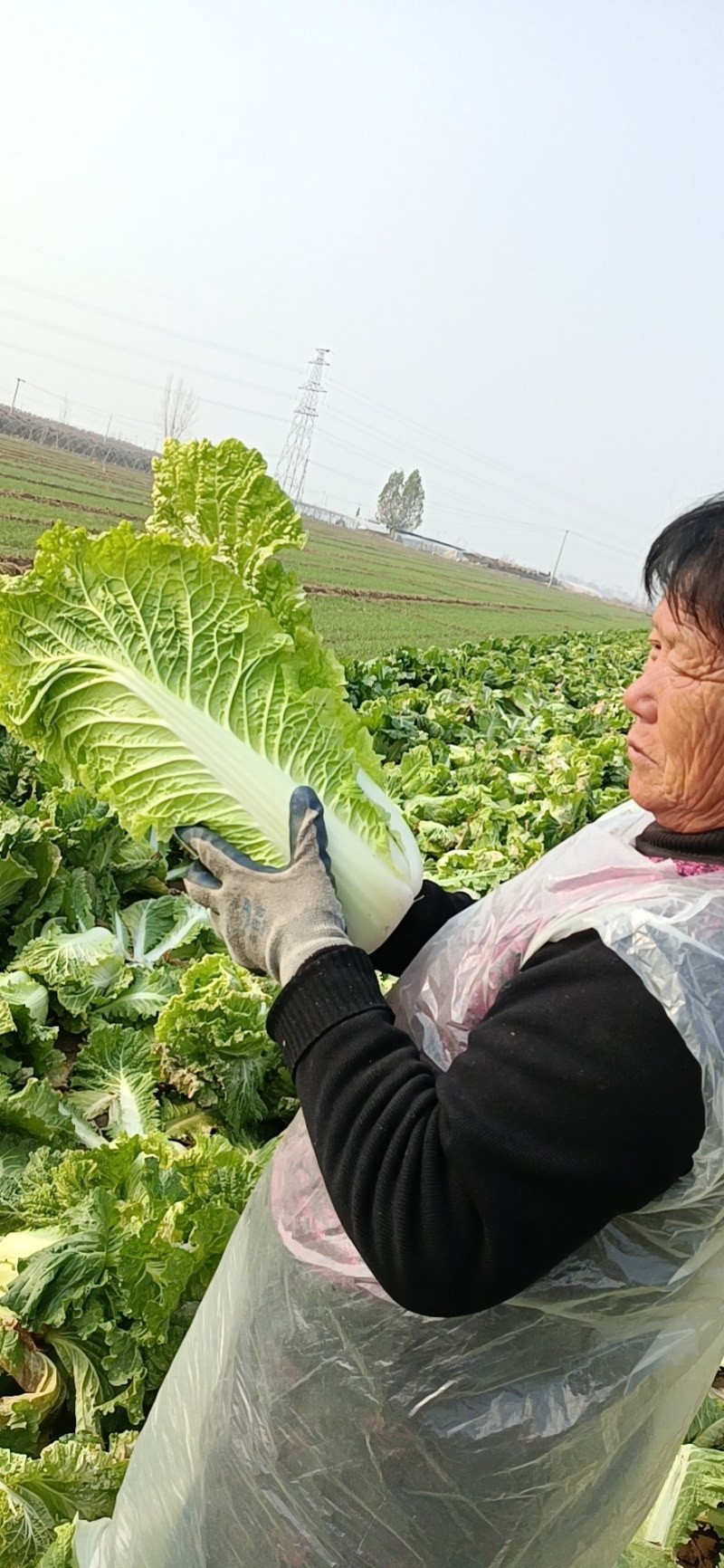 河北石家庄正定县大白菜开卖，北京三号好吃好卖