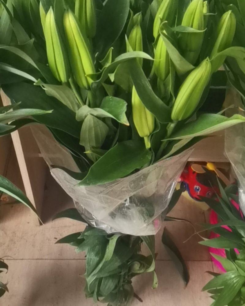 云南昆明百合花白百合，产地直发，现摘现发，西伯利亚