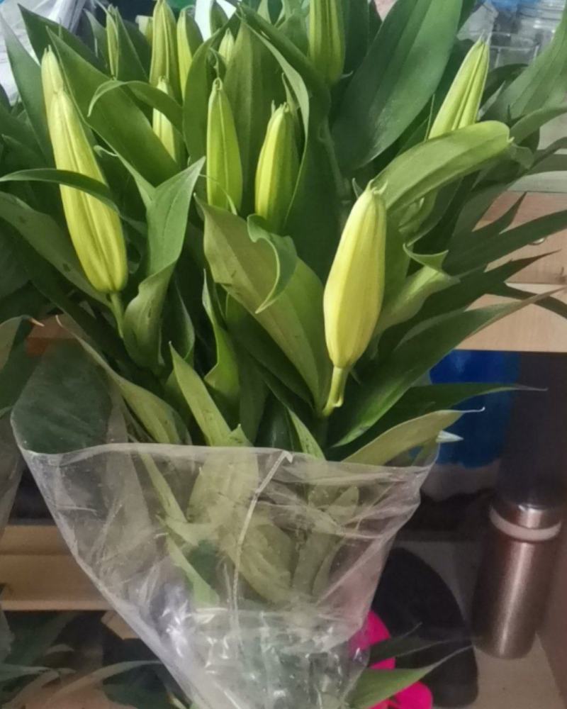 云南昆明百合花白百合，产地直发，现摘现发，西伯利亚