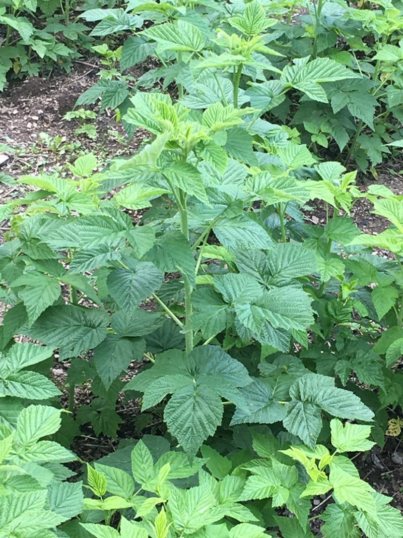 黄树莓苗双季黄树莓苗南方北方盆栽地栽当年结果苗